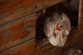 A White Rock Chicken sitting at the brooder door Royalty Free Stock Photo