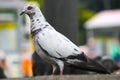 White rock pigeon in side view waiting on the ground in front of a blurry urban background