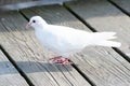 A white Rock Pigeons resting on the boardwalk.