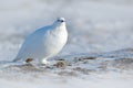 White Rock Ptarmigan, Lagopus mutus, white bird sitting on snow, Norway. Cold winter, north of Europe. Wildlife scene in snow. Whi Royalty Free Stock Photo