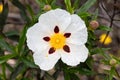 White rock-rose flower with crimson markings. Cistus ladanifer is a flowering plant in the family Cistaceae. Common names include