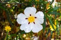 White rock-rose flowers with crimson markings. Cistus ladanifer is a flowering plant in the family Cistaceae. Common names