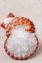 White rock sea salt in sea shell on paper Royalty Free Stock Photo