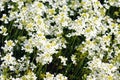 White rockcress full frame Royalty Free Stock Photo