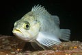 White rockfish in Channel Islands Park