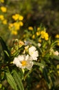 White rockrose Royalty Free Stock Photo