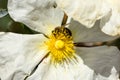 White rockrose with bee on top of it 2