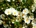 White Rockrose (Cistus hybridus) flower