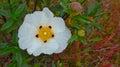 White rockrose Cistus ladanifer Royalty Free Stock Photo