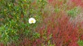 White rockrose Cistus ladanifer Royalty Free Stock Photo