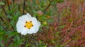White rockrose Cistus ladanifer