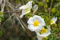 White rockrose flowers Mediterranean Royalty Free Stock Photo