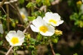 White rockrose flowers Royalty Free Stock Photo