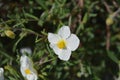 White rockrose