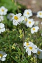 White rockrose