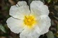 White rockrose staring at the sun 3 Royalty Free Stock Photo