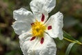 White rockrose staring at the sun 4 Royalty Free Stock Photo