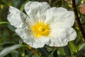 White rockrose staring at the sun 5 Royalty Free Stock Photo
