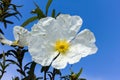 White rockrose staring at the sun Royalty Free Stock Photo