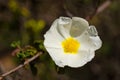 White rockrose wildflower