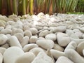 White rocks on the garden and green plants