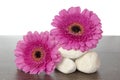 White rocks pink Gerberas on wood