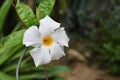 White Rocktrumpet from Botanic Garden