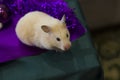 White rodent on a dark green background of Christmas decorations. background for design. Happy New Year 2020