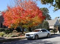 A white Rolls-Royce Ghost sedan car in a residential community with fall foliage in the background