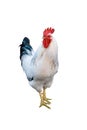 White rooster