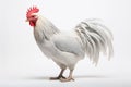 A white rooster on a white background