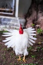 White rooster bantam looking and open wings