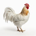 High Quality White Rooster On A Clean Background