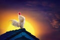 White rooster chicken crowing on roof and beautiful sunrise