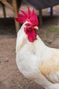 White rooster looking at the camera