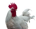 White rooster cock farm bird head portrait Royalty Free Stock Photo