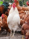 White rooster, cock, chicken or hen crowing, cackling or clucking Royalty Free Stock Photo