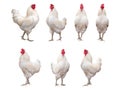 White Rooster, or Chicken isolated Royalty Free Stock Photo