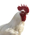 White rooster cock farm bird head portrait Royalty Free Stock Photo