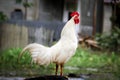 A white rooster crows in the morning above a felled coconut tree Royalty Free Stock Photo