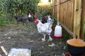 White rooster of domestic hens in a small backyard farm in the countryside.