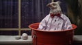 Surreal Fashion Photography: Rooster In Red Bucket With Tie