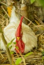 White rooster in the farm,selective focus Royalty Free Stock Photo