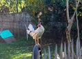 White rooster on fence. White rooster in sunny village yard. Beautiful feathers of rooster. Royalty Free Stock Photo