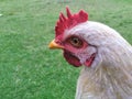 White Rooster Head Close-Up with Green Grass Background Royalty Free Stock Photo