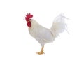 white rooster isolated on white background Royalty Free Stock Photo
