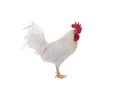 white rooster isolated on white background Royalty Free Stock Photo