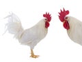 white rooster isolated on white background Royalty Free Stock Photo