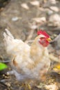 White rooster of the Livornese breed Royalty Free Stock Photo