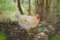 White rooster of the Livornese breed Royalty Free Stock Photo